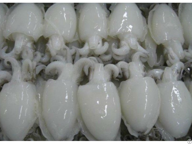 Frozen Milk Cuttlefish Hight Quality