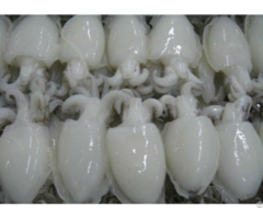 Frozen Milk Cuttlefish Hight Quality