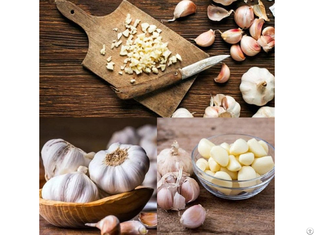 Bulk Supplier Natural Garlic