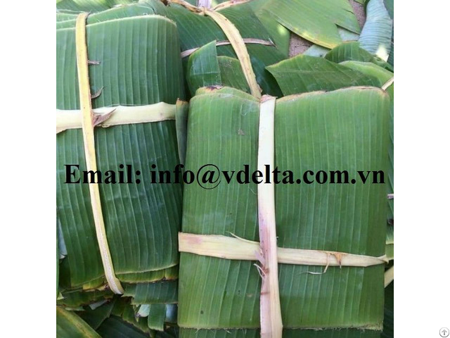 Wholesale 100% Natural Banana Leaf