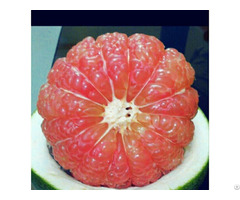 Hot Sale Grapefruit Pomelo Citrus Fruit Grade 1 From Vietnam