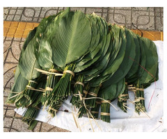 Vietnamese Natural Green Dong Leaves For Decorating Food