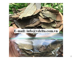 Dried Soursop Leaf For Making Tea Powder Herb From Vietnam