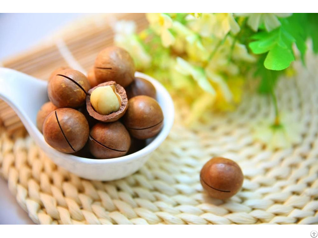 Macadamia Nuts From Vietnam The Best Price And Healthy