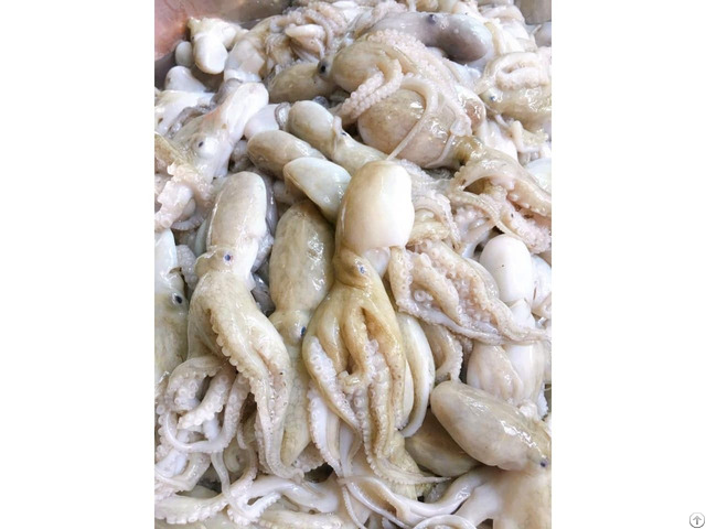 Frozen Octopus From Vietnam