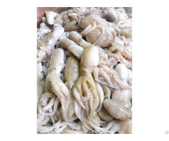 Frozen Octopus From Vietnam