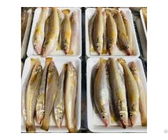 Frozen Opaque Fish Hight Quality