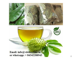 100% Natural Dried Soursop Leaf From Vietnam