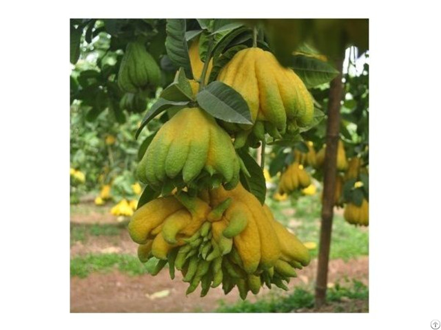 Thousand Hand Buddha Finger Citron Worship Fruits