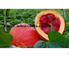 Fresh Gac Fruit Momordica Cochinchinensis In Vietnam
