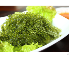 The Bubble Fronded Seaweed