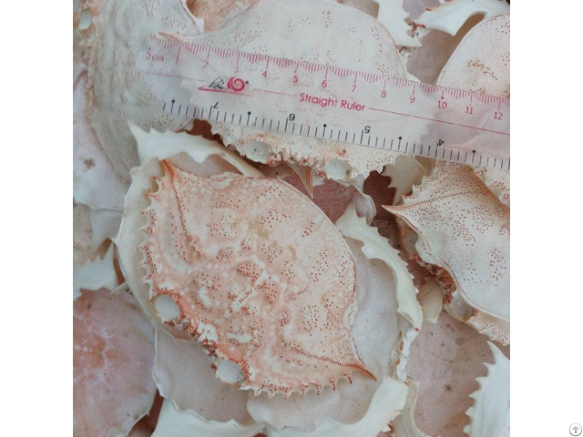 Cheap Price Whole Crab Shell In Bulk Quantity