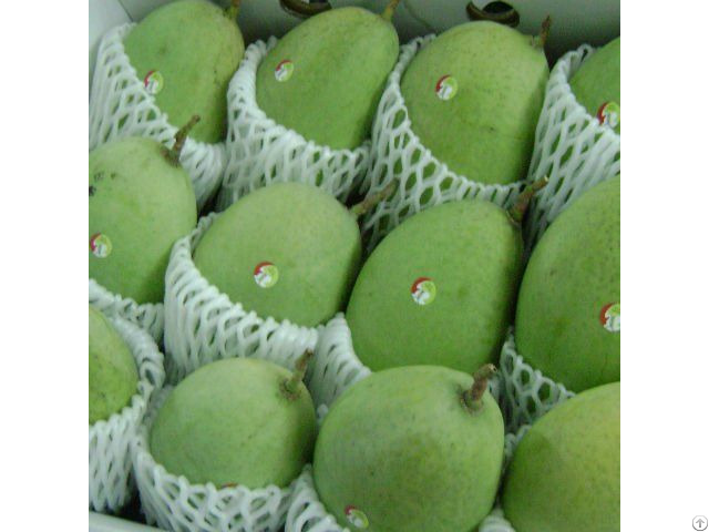 Fresh Mango Fruit