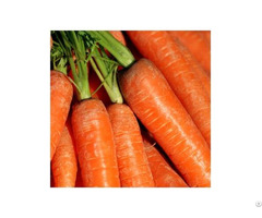 Hight Quality Fresh Carrot