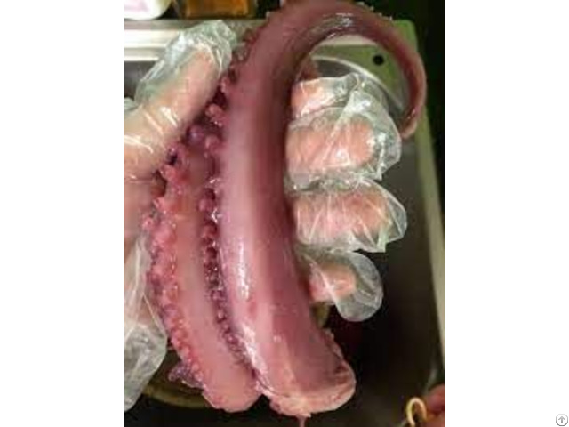 Hight Quality Frozen Octopus From Vietnam