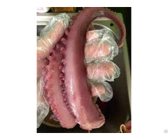 Hight Quality Frozen Octopus From Vietnam