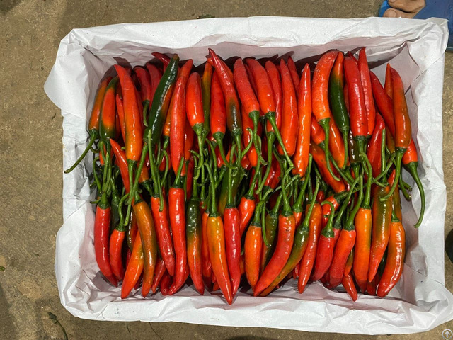 Fresh Chili With Premium Quality