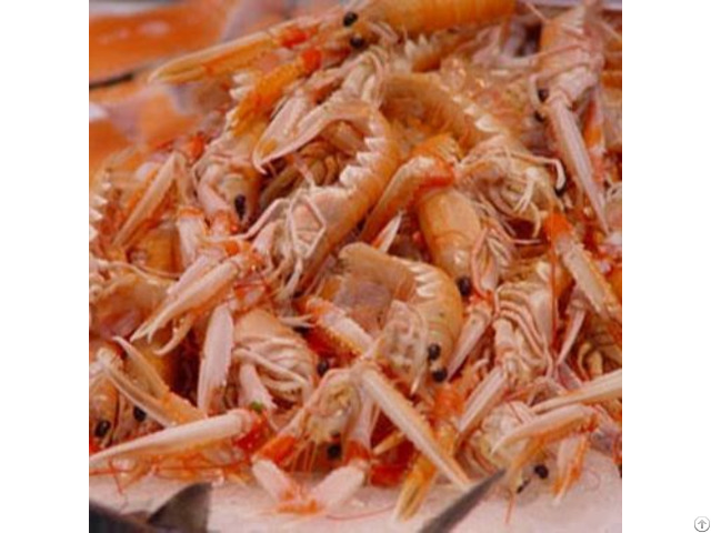 Supply Shrimp Shell Powder