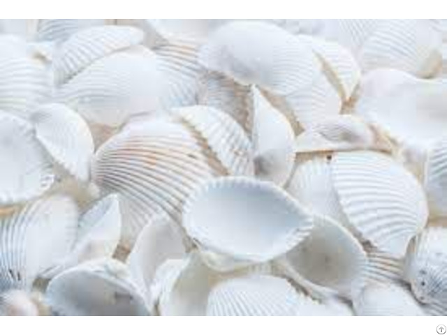 Best Price Seashells For Animal Feed