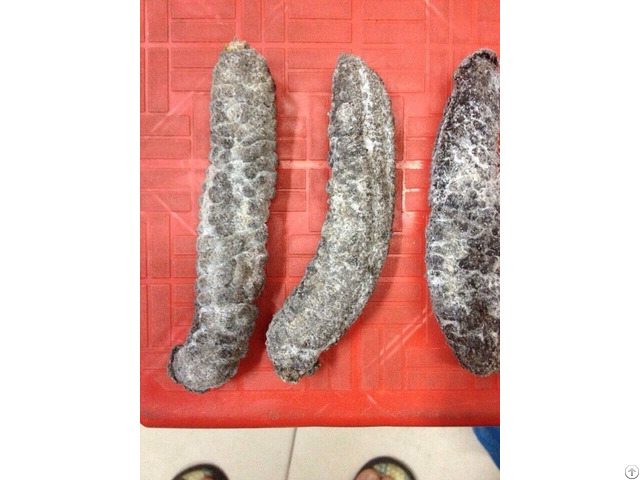 Cheap Price Dried Sea Cucumber Product Goodprice Whatsapp 84 365023845