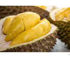 Vietnam Fresh Durian For Exporting With Standard Quality