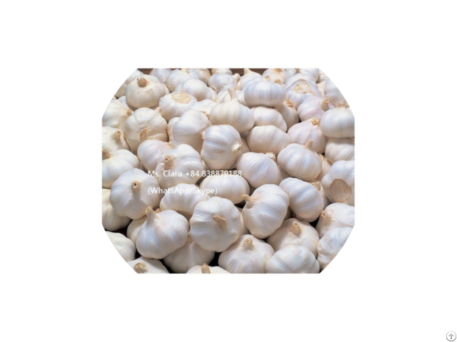 Hight Quality Bulk Supplier Natural Garlic