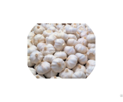 Hight Quality Bulk Supplier Natural Garlic