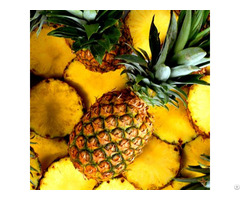 Vietnam Fresh Pineapple Cheap Price