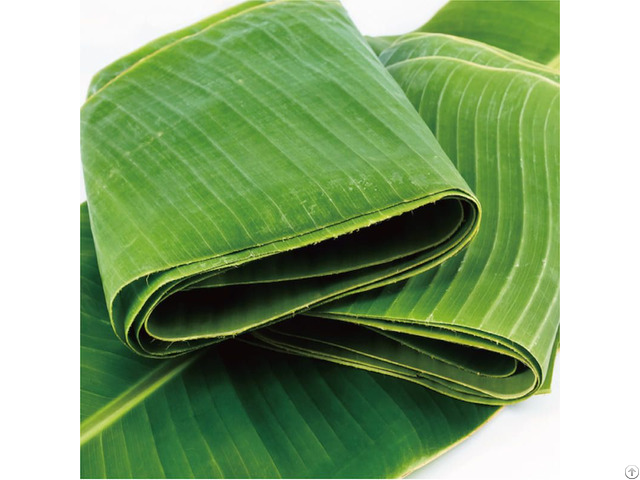 Fresh Banana Leaf