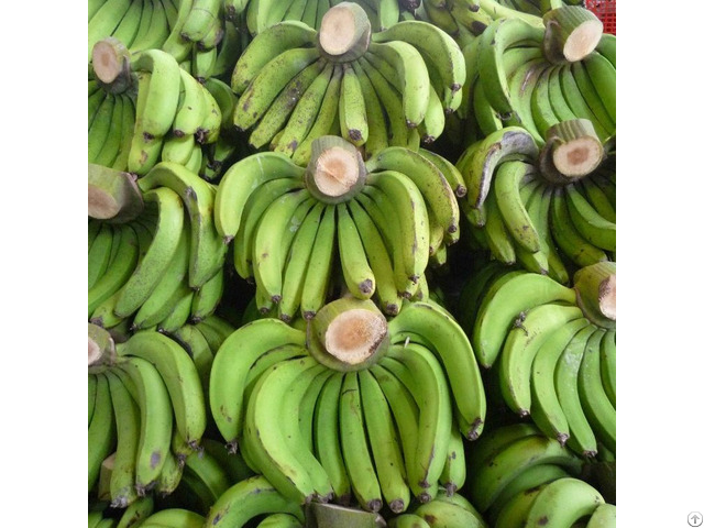 Fresh Cavendish Banana From Vietnam