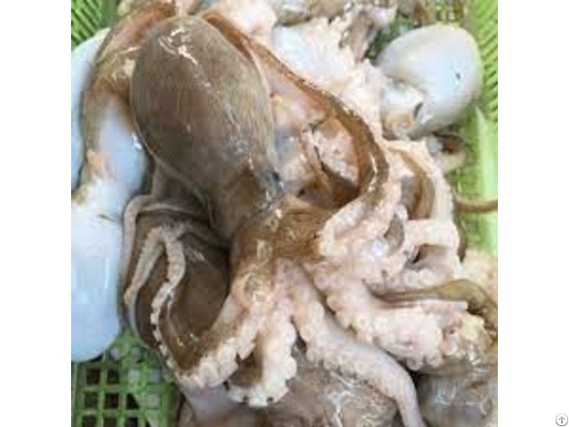 Frozen Octopus Seafood