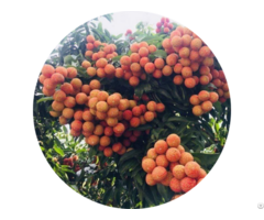 Fruits Fresh Lychee From Vietnam