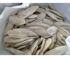 Cuttle Fish Bone Vietnam