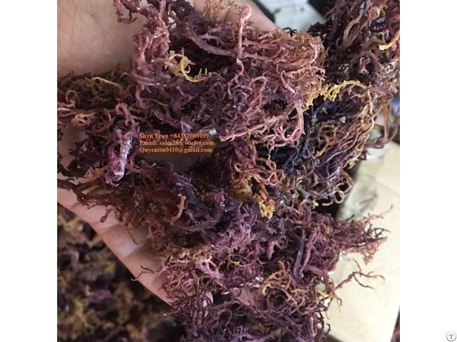 Dried Eucheuma Cottonii Seaweed
