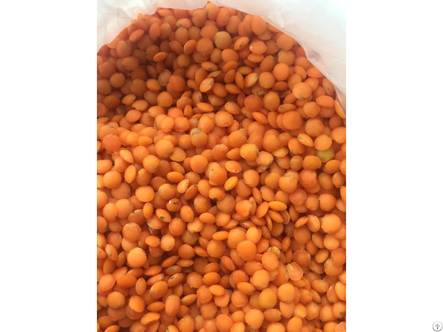 Lentil Seeds Wholesales