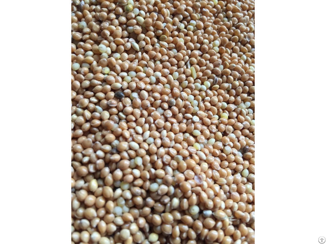 Yellow Millet