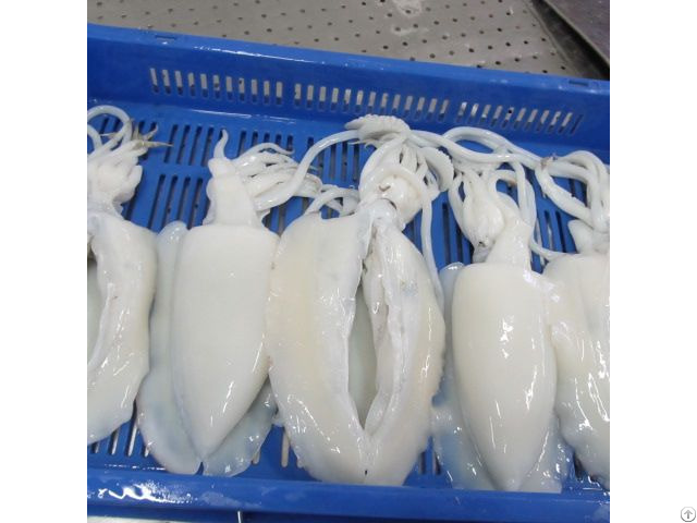 Tropical Cuttlefish Iqf Fillet