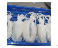 Tropical Cuttlefish Iqf Fillet