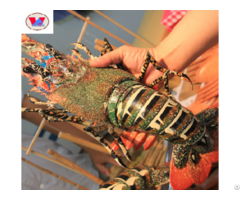 High Quality And Cheapest Price Frozen Lobster