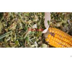 Dry Corn Silage