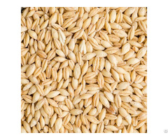 Barley Milling Wheat
