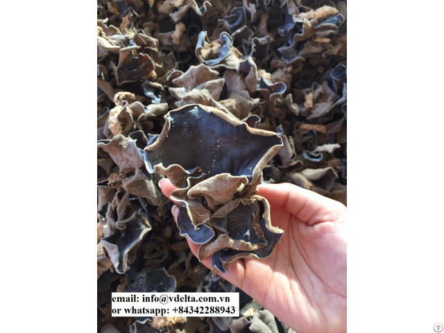 Dried Black Fungus