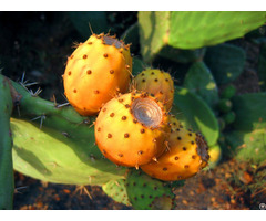 Prickly Pear Oil Wholesale