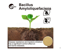 Bacillus Amyloliquefaciens