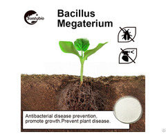 Bacillus Megatherium