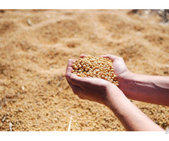 Best Quality Soybean Meal