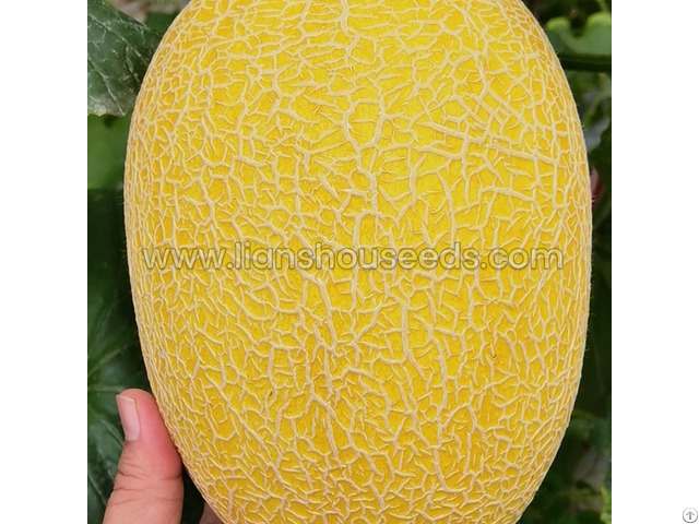 M1131 Hybrid Hami Melon Variety