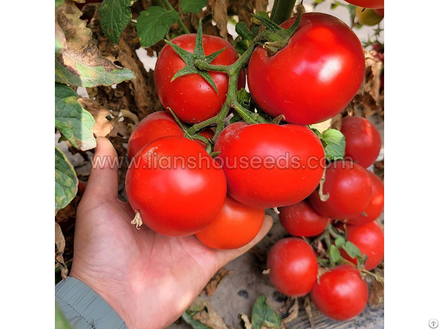 T02 Hybrid Indeterminate Round Tomato Variety