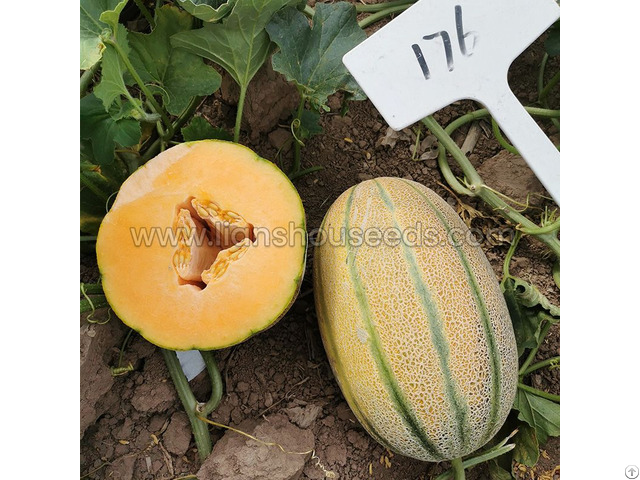 M176 F1 Janna Type Hybrid Melon Seed