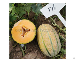 M176 F1 Janna Type Hybrid Melon Seed